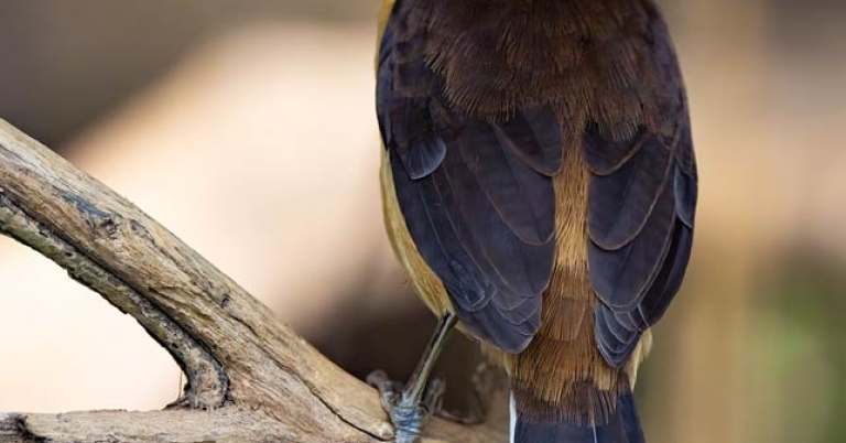 Bird sitting in a tree