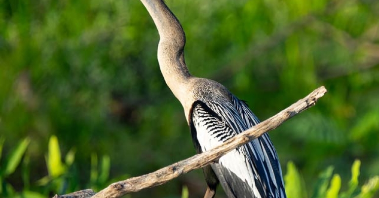 Bird perched in a tree