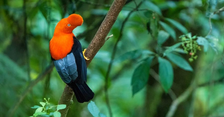 An Andean Cock-of-the-rock perched on a tree branch
