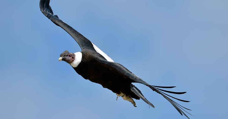 A flying Andean Condor against the backdrop of the sky