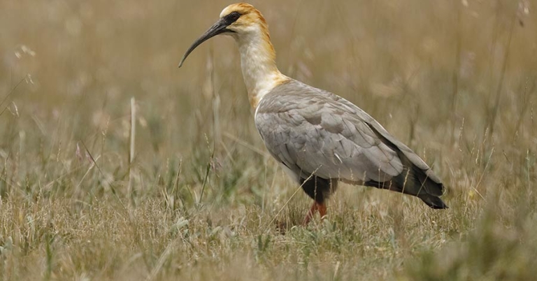 A Black-faced Ibis stands on a grassy patch of ground
