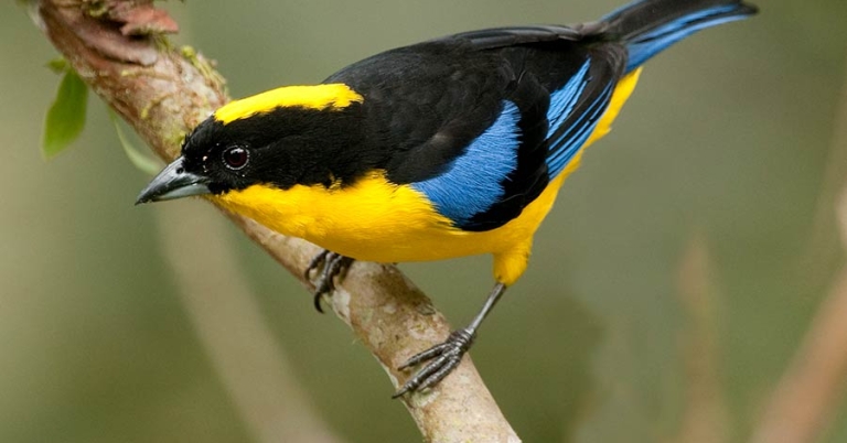 A Blue-winged Mountain-Tanager perches on a branch