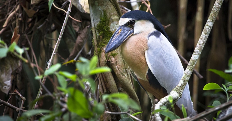 A Boat-billed Heron sits amid mangrove vegetation