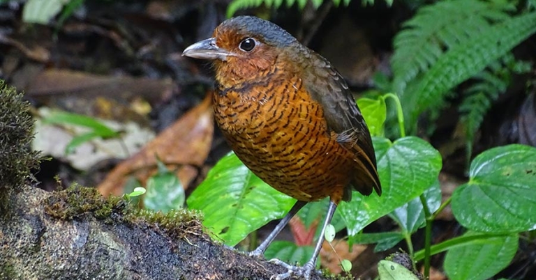 A Giant Antpitta stands on a log covered with ferns and moss
