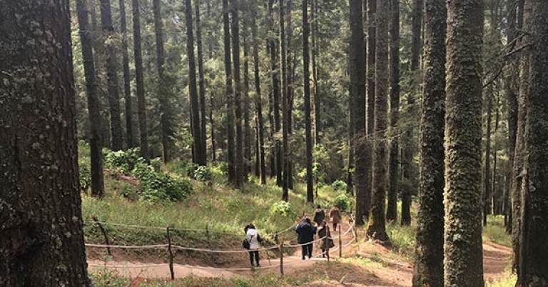 Several people walk up a moderately inclined dirt path in a forest