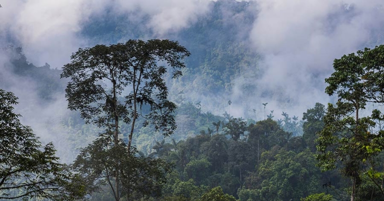 A landscape of trees surrounded by low-lying clouds