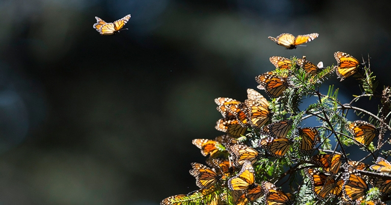 Monarch butterflies in flight approaching a cluster