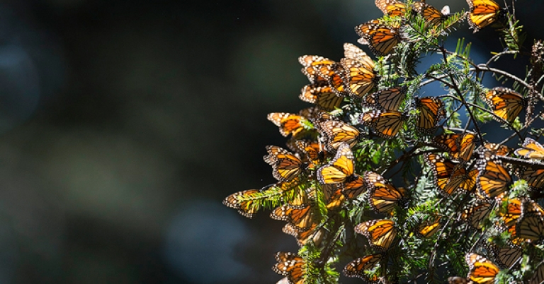 Monarch butterflies in flight approaching a cluster