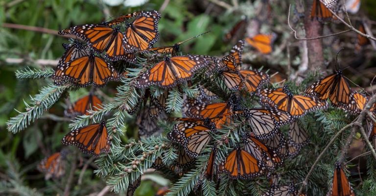 Monarch butterflies resting on leaves
