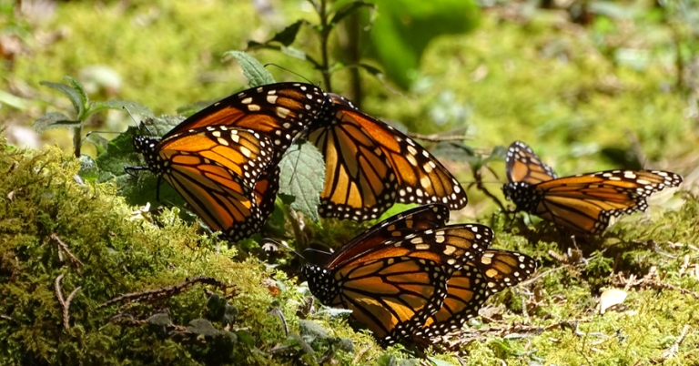 Monarch butterflies up close
