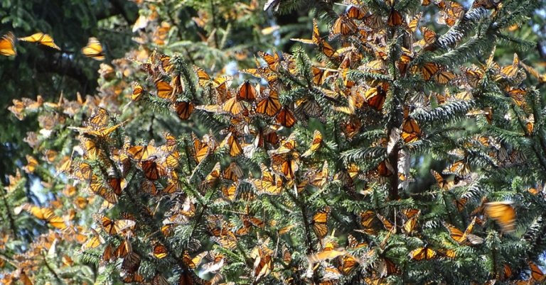 Monarch butterflies cluster in El Rosario