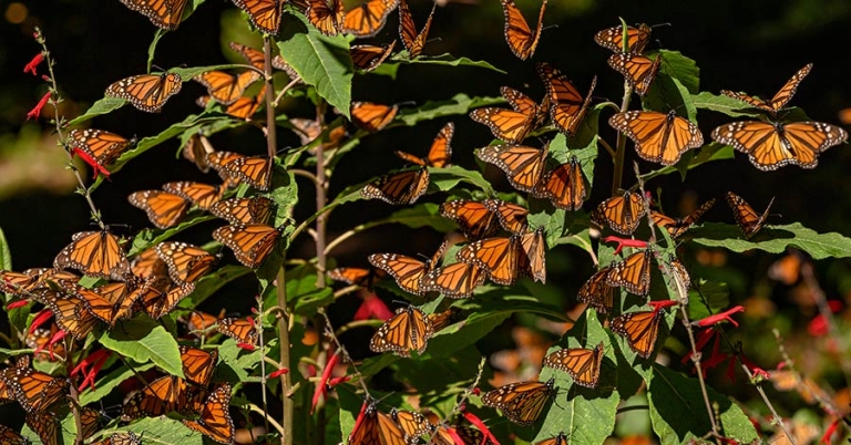 Dozens of monarch butterflies gather on a flowering salvia plant