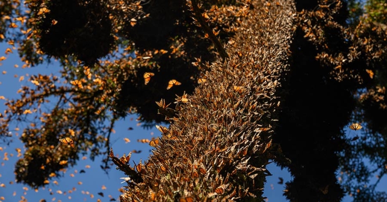 A tree's trunk and lower branches are completely covered in monarch butterflies