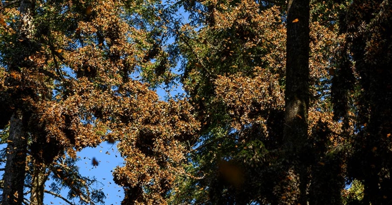 Hundreds of monarch butterflies cluster on tree branches
