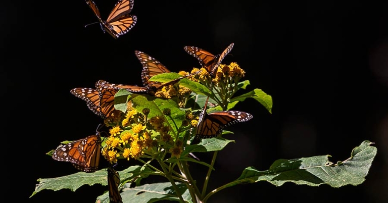 Close-up of several monarch butterflies on a plant, with one in flight just above