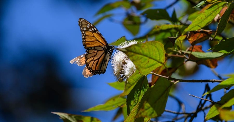 A side portrait of a monarch butterfly sitting on a flower
