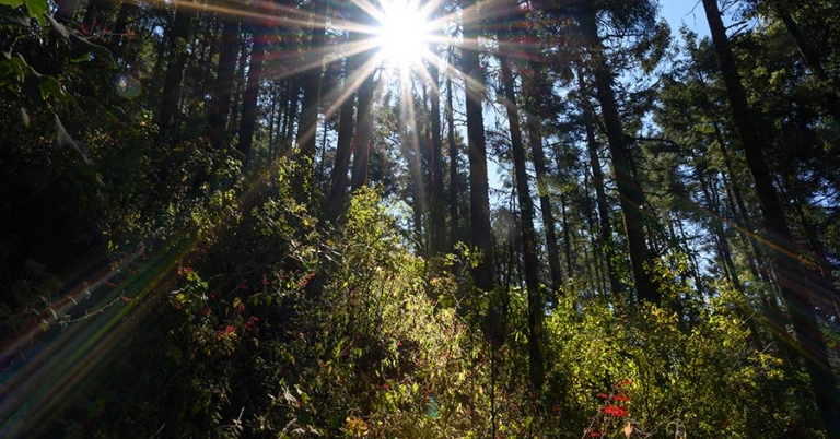 The sun shines through a forest of trees on a hillside with bushes and other vegetation
