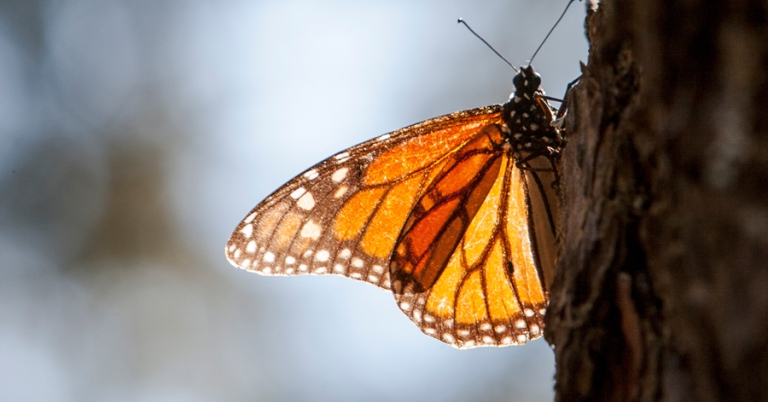 Monarch close-up