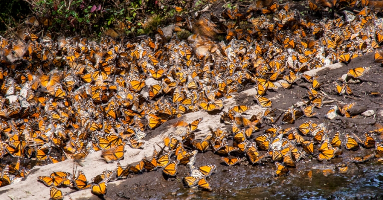 Monarchs drinking water at a stream