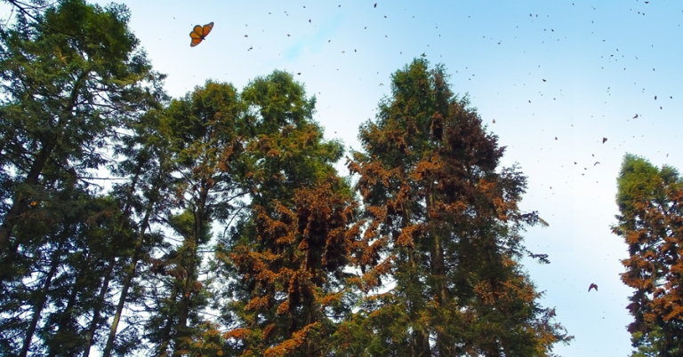 Monarchs roosting in El Rosario Monarch Sanctuary