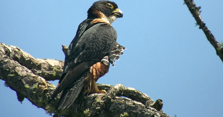An Orange-breasted Falcon perches on a tree branch overhead