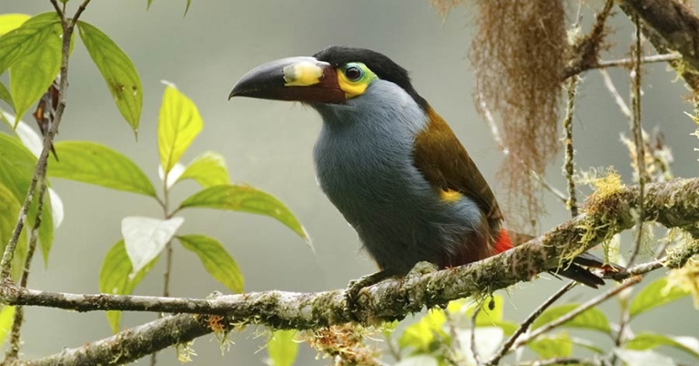 A Plate-billed Mountain-Toucan sits perched on a tree branch