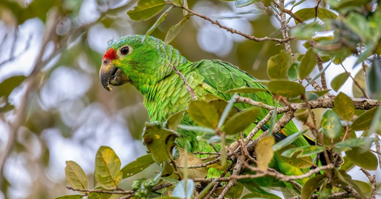 A Red-lored Amazon parrot sits perched on a leafy tree branch