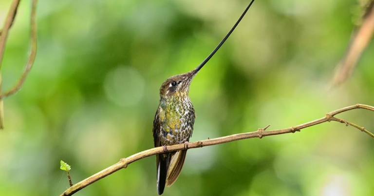 A Sword-billed Hummingbird sits perched on a small branch