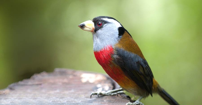 A perched Toucan Barbet