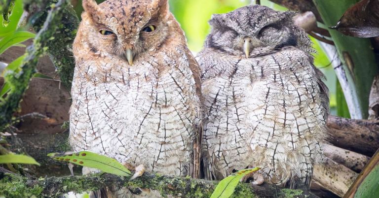 Tropical Screech-Owls perched on a branch