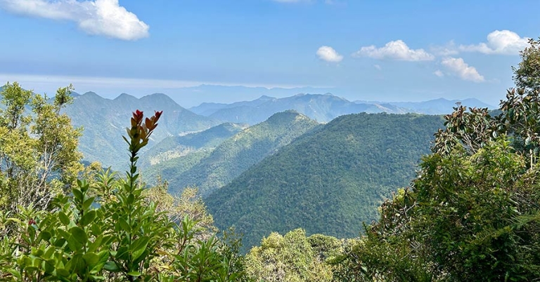 Mountainous landscape with vegetation in the foreground
