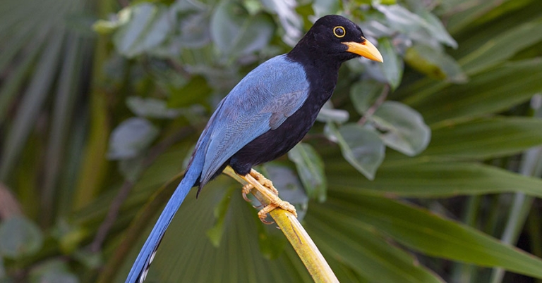 A Yucatán Jay sits perched on a palm frond