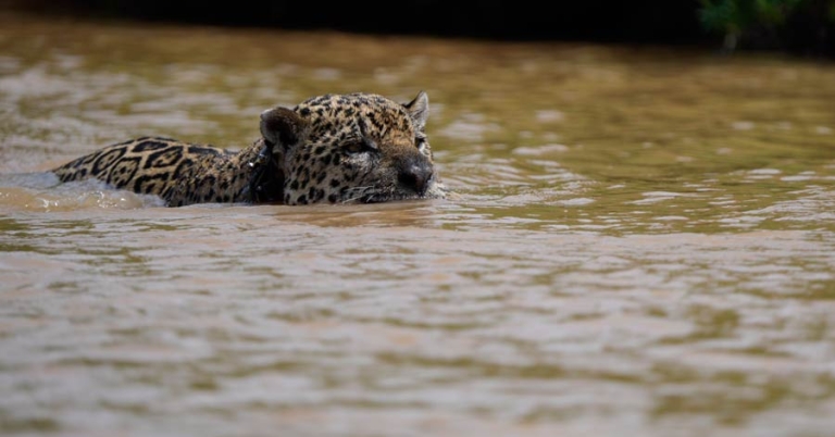 jaguars head lifted out of the water as it swims