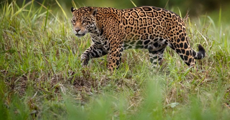 Jaguar walking through tall grass