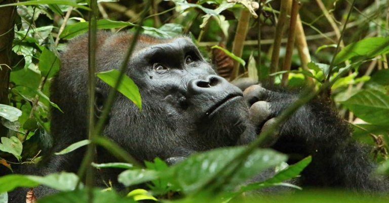 gorilla looking up into the sun