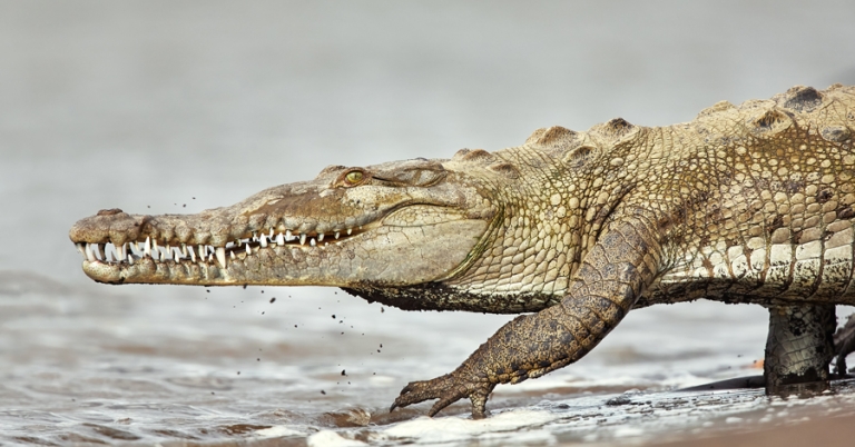 American Crocodile walking into Tárcoles River