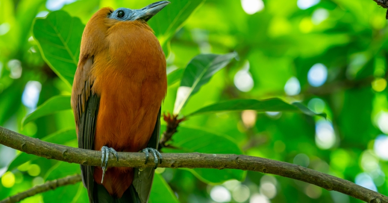 Capuchinbird perched on a branch