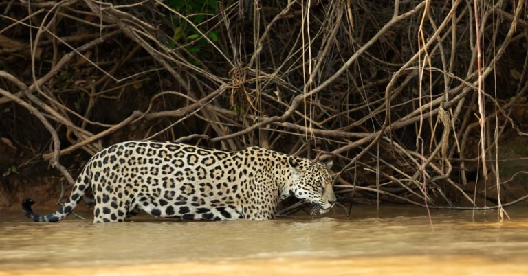 jaguar wading in water near the bank of a river