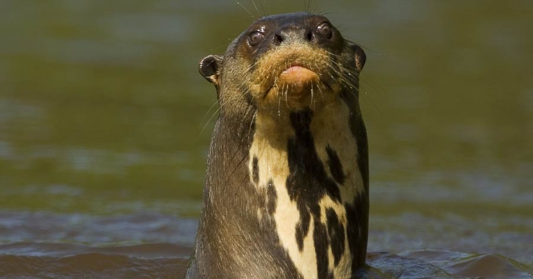 Otter raises its face and neck out of the water while its body is submerged