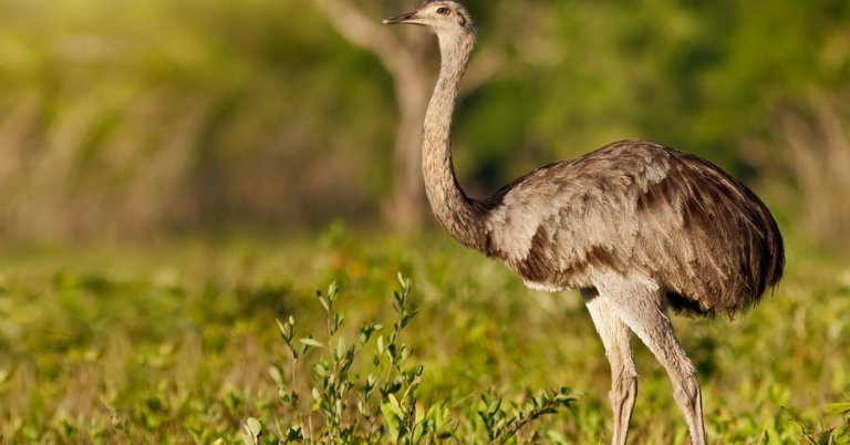 bird with long neck and long legs stands in the right of the photo frame