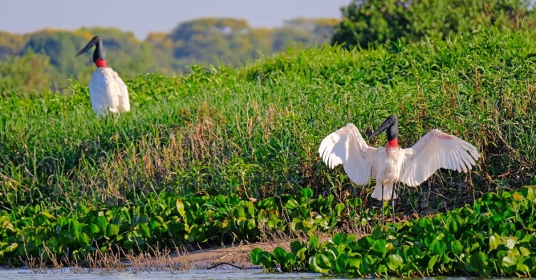 Two birds sit on a river bank, one has its wings outstretched, the other is standing upright