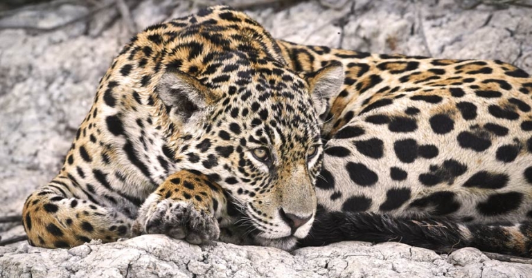 Jaguar lies on a rocky river bank with its head resting on its paw
