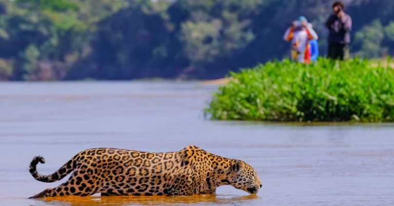 Jaguar wading in shallow water with two photographers watching 