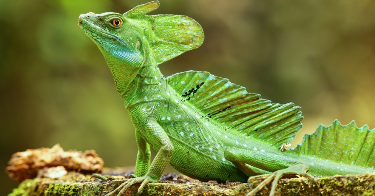 Plumed basilisk perched on a trunk