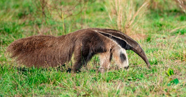 Giant anteater walks through tall grass