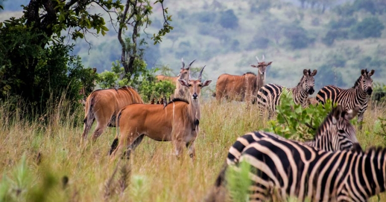 Impalas and Zebras standing in tall grass