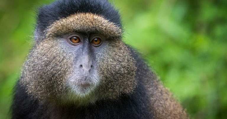 close up of a monkey's face