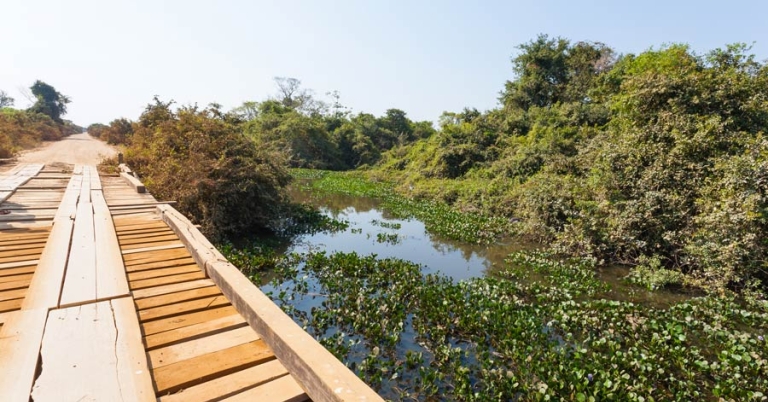 wooden bridge over the wetlands