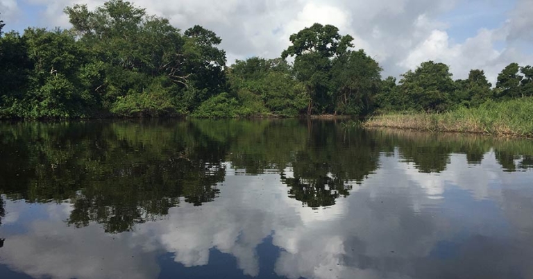 Lagoon with trees and long grasses on the far shore