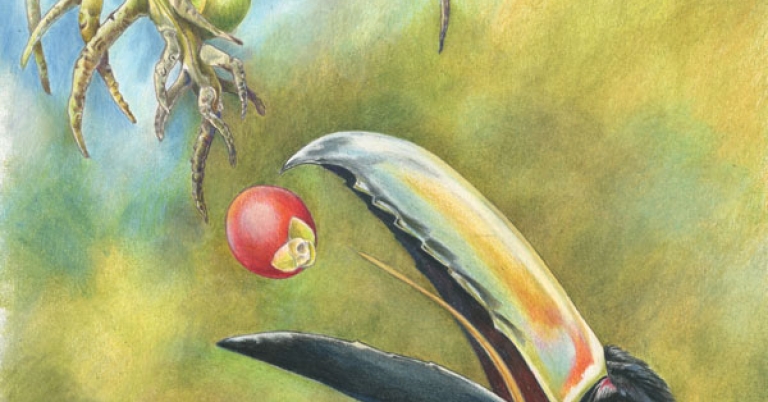 Illustration of an aracari opening its beak to catch a falling fruit from a bunch of palm dates